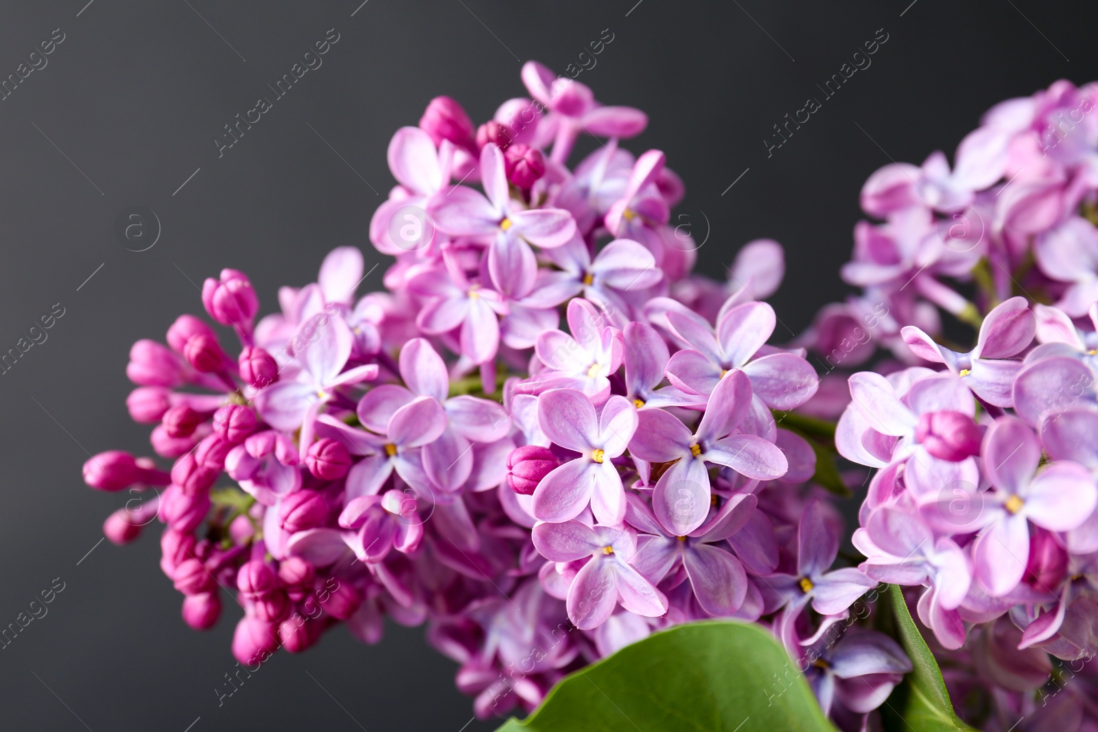 Photo of Beautiful blossoming lilac on dark background. Spring flowers