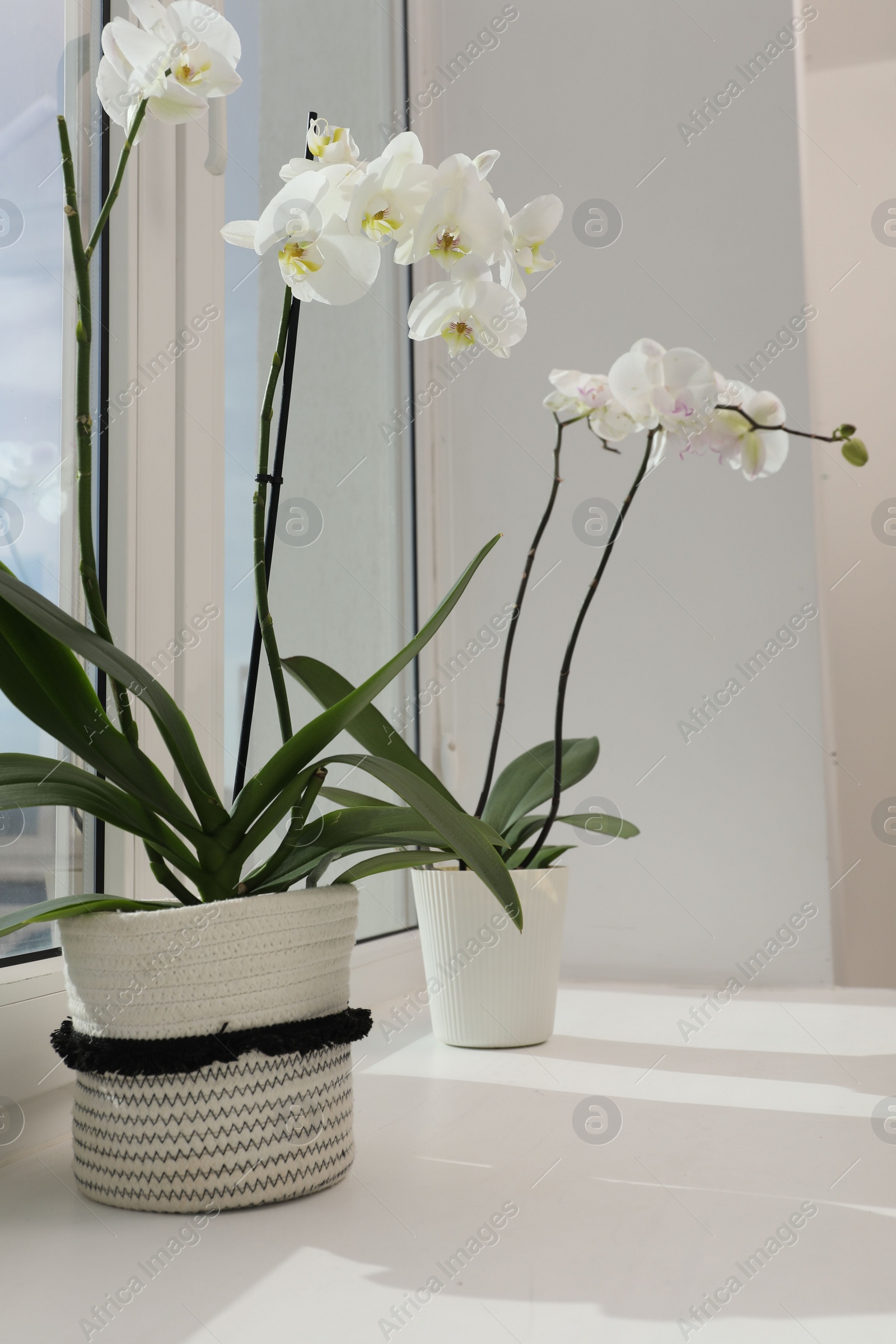 Photo of Blooming white orchid flowers in pots on windowsill