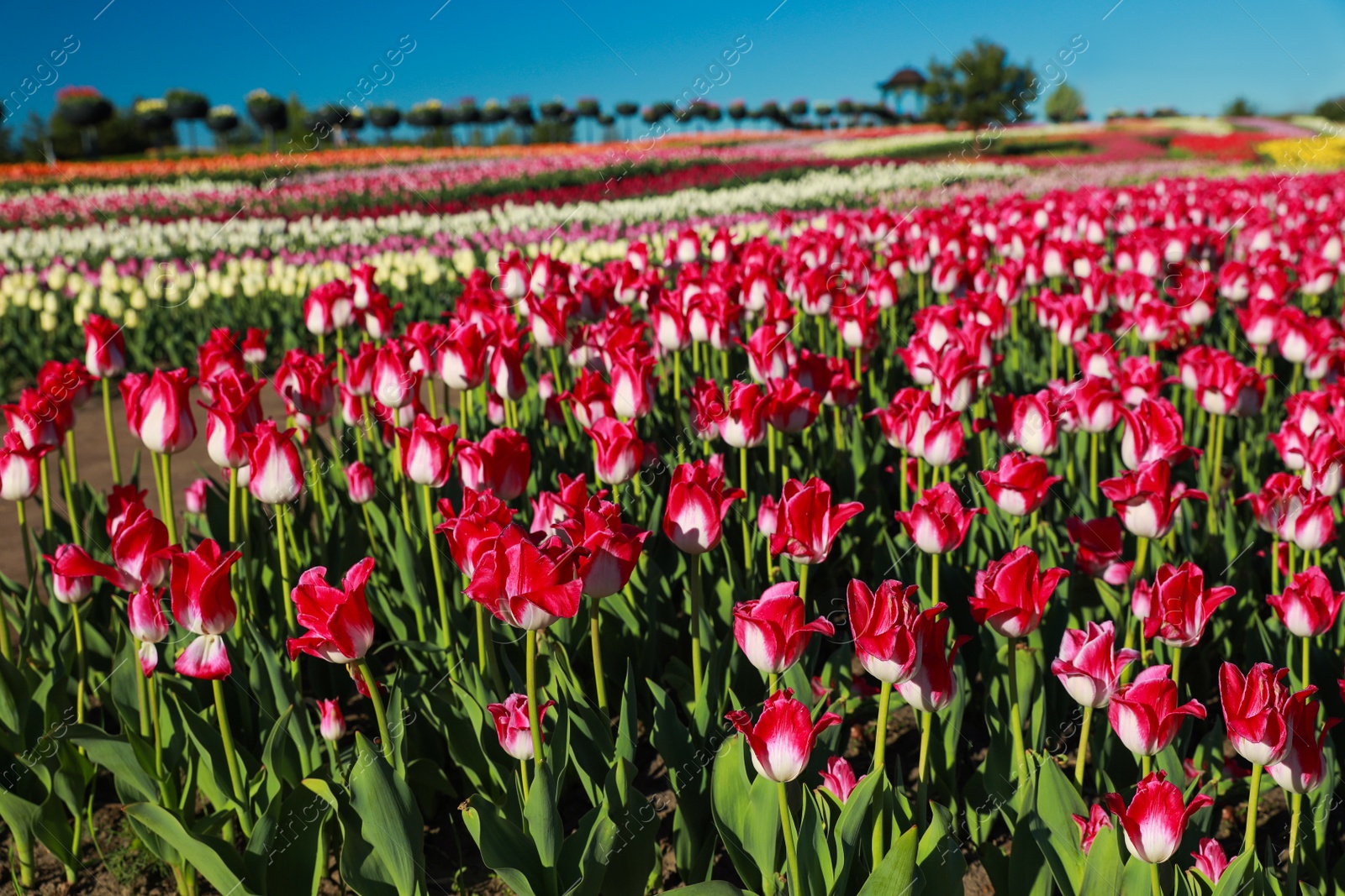 Photo of Beautiful view of field with blossoming tulips on sunny day