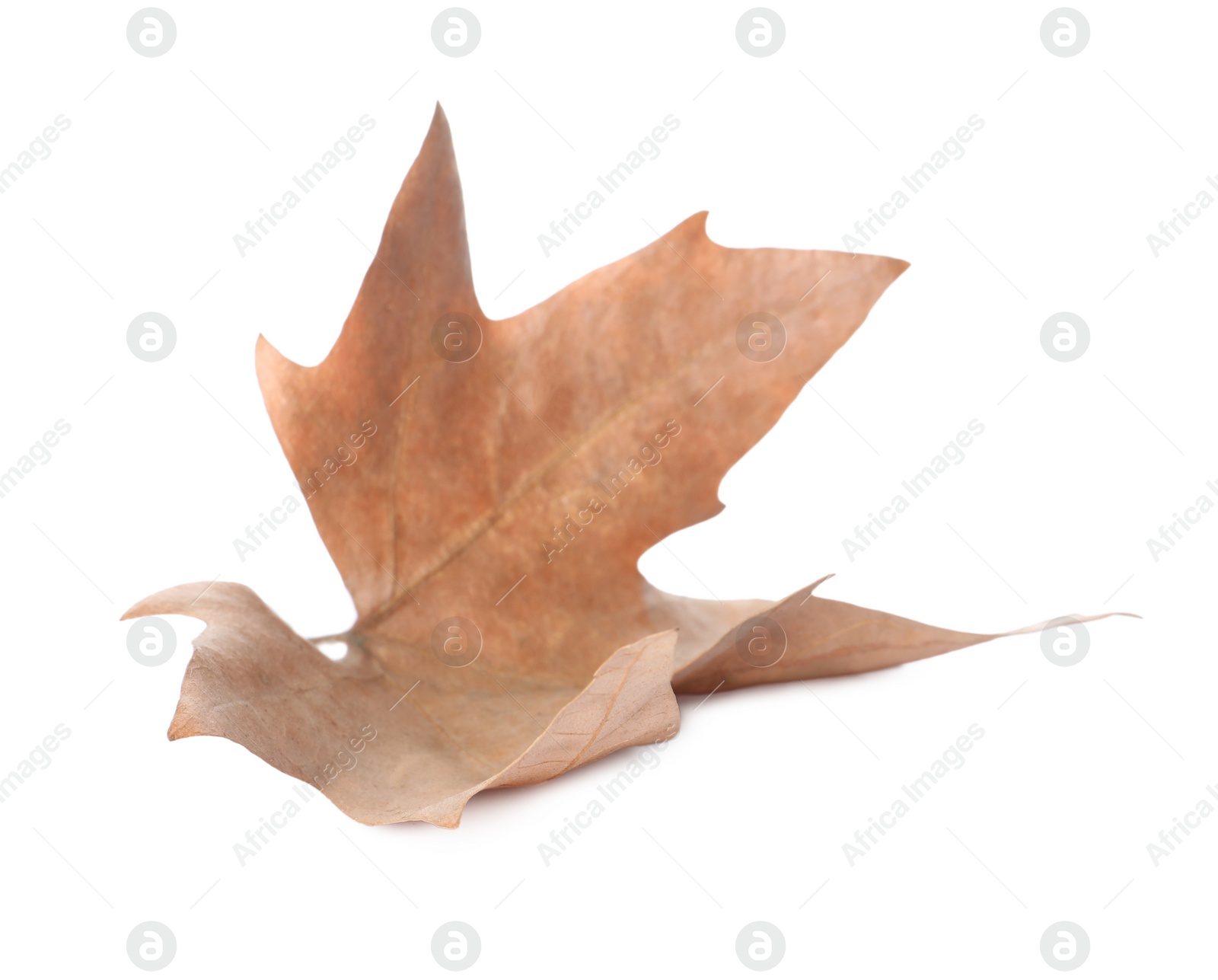 Photo of Dry leaf isolated on white. Autumn season