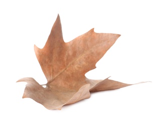 Photo of Dry leaf isolated on white. Autumn season