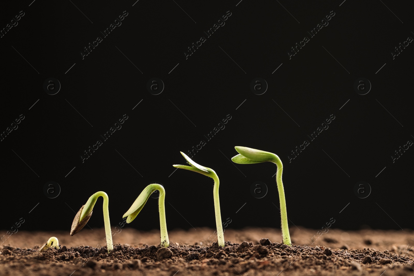 Photo of Little green seedlings growing in soil against black background, closeup view