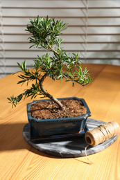 Photo of Japanese bonsai plant and rope on wooden table indoors. Creating zen atmosphere at home