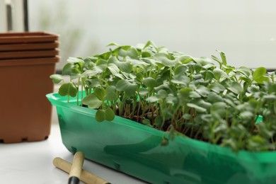Fresh microgreens growing in plastic containers with soil on windowsill, closeup