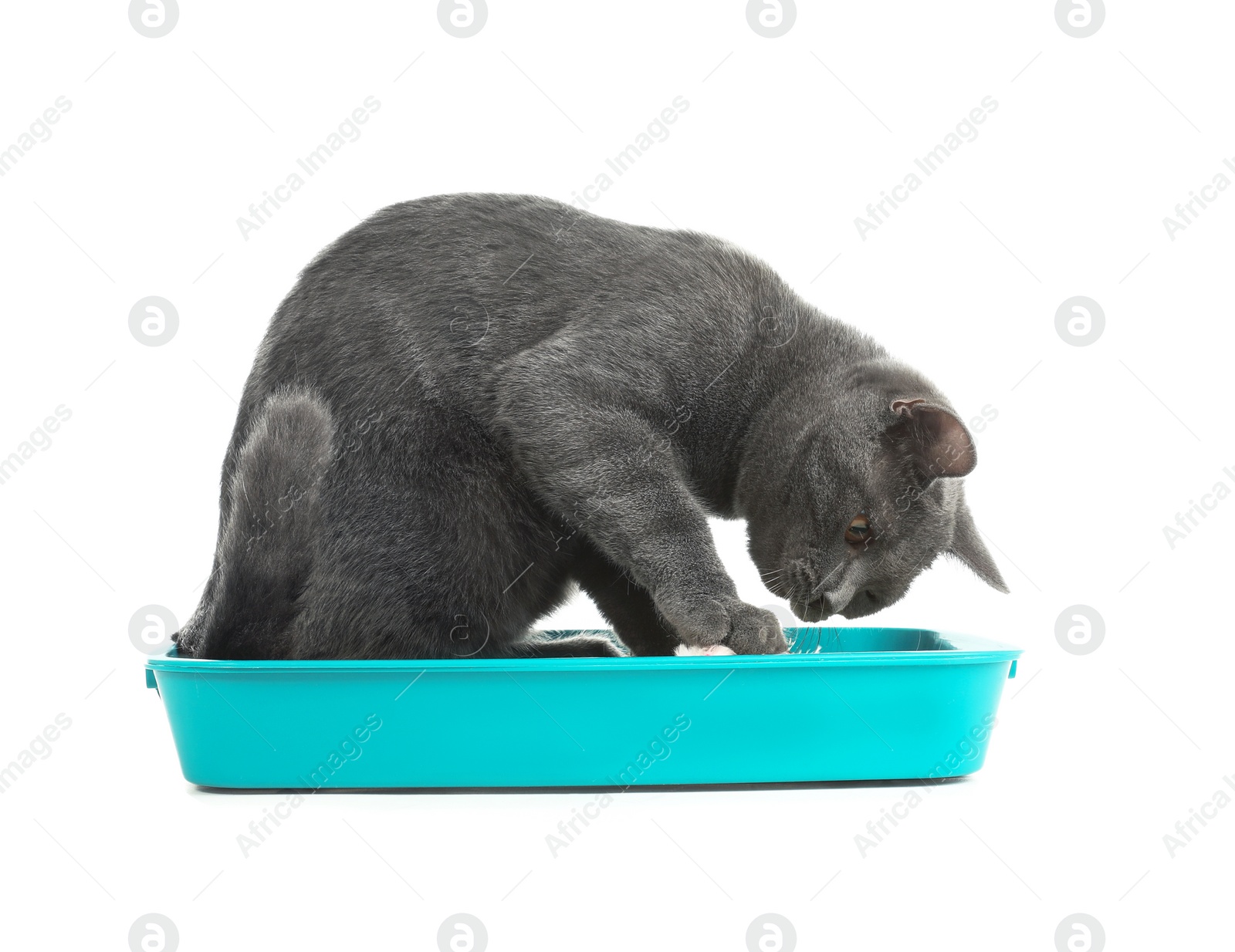 Photo of Cat digging in pet toilet on white background