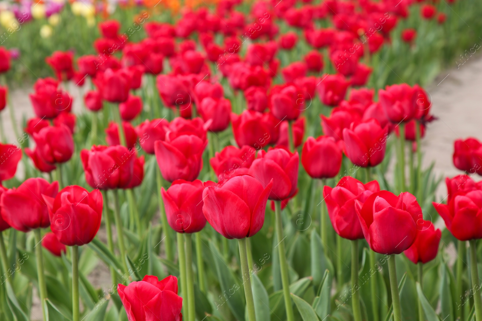 Photo of Beautiful red tulip flowers growing in field