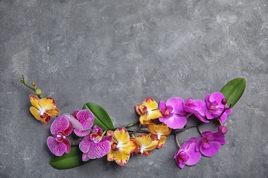 Photo of Beautiful tropical orchid flowers on grey background, top view. Space for text