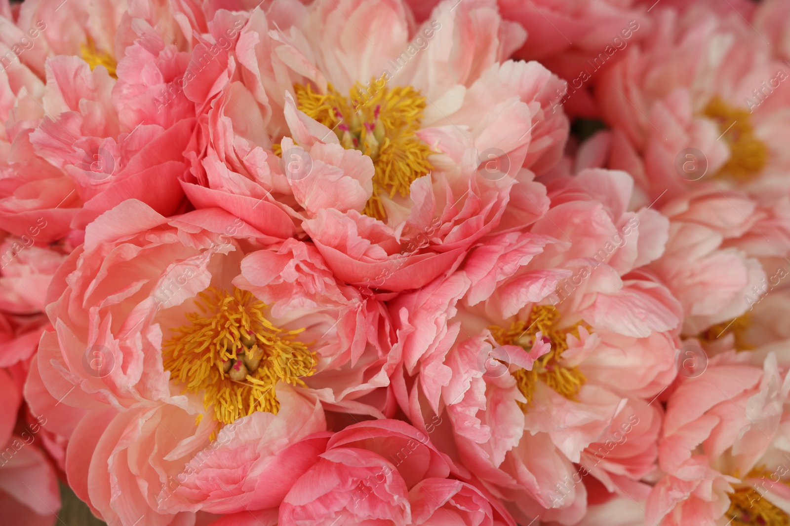 Photo of Beautiful pink peonies as background, closeup view