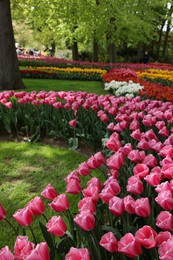 Many different beautiful tulip flowers in park. Spring season