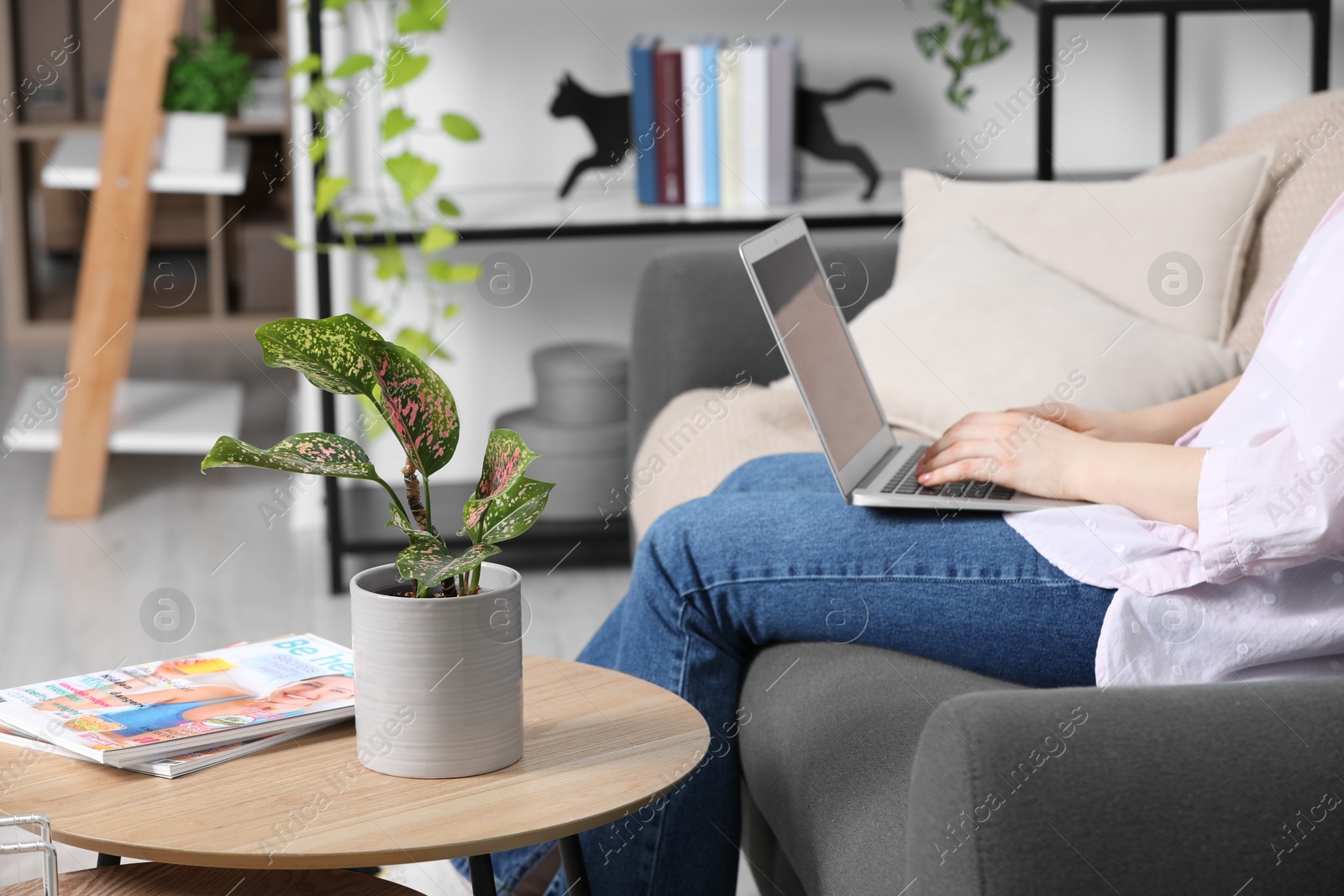 Photo of Woman using laptop in living room, focus on houseplant