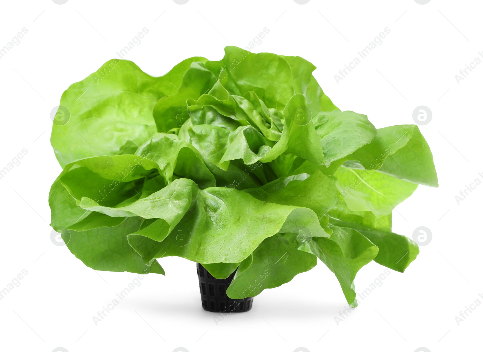 Photo of Fresh green butter lettuce head isolated on white