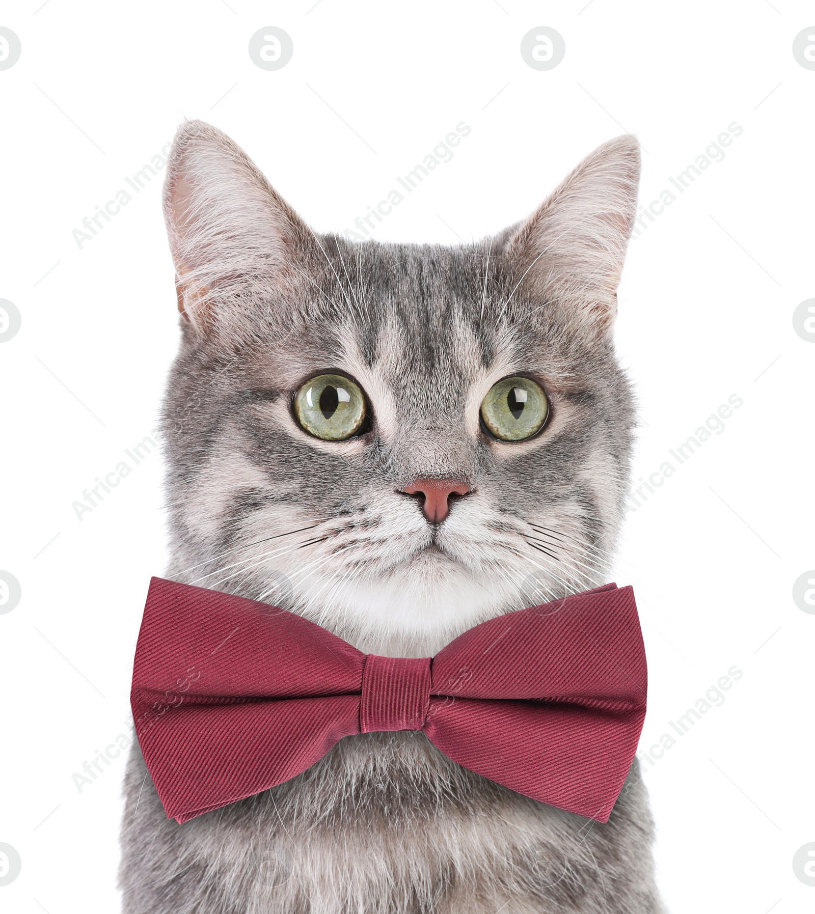 Image of Adorable tabby cat with bow tie on white background