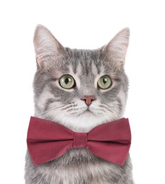 Image of Adorable tabby cat with bow tie on white background