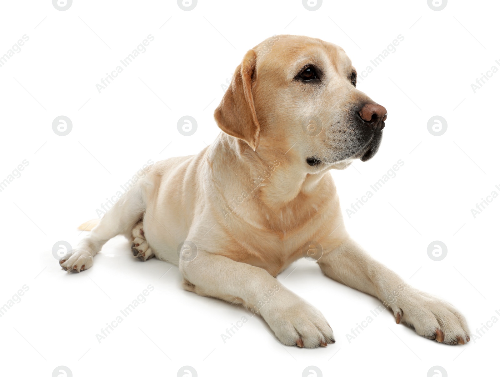 Photo of Yellow labrador retriever lying on white background