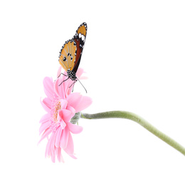 Flower with beautiful painted lady butterfly isolated on white