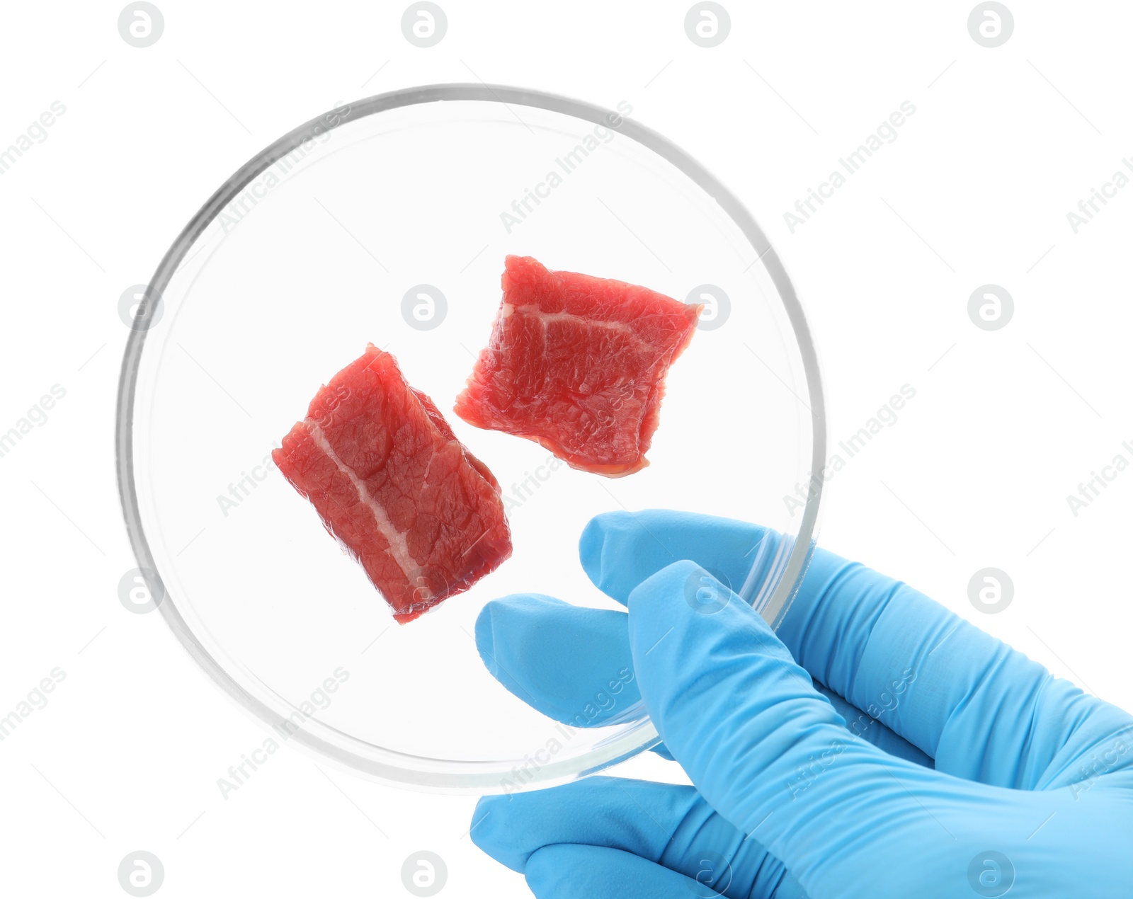 Photo of Scientist holding Petri dish with pieces of raw cultured meat on white background, top view