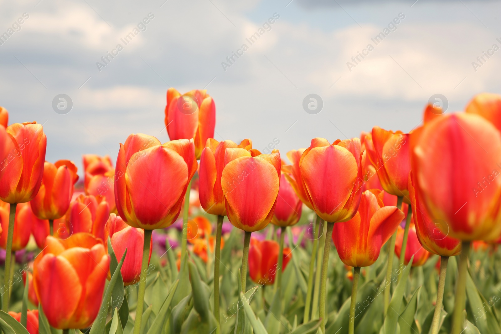 Photo of Beautiful colorful tulip flowers growing in field