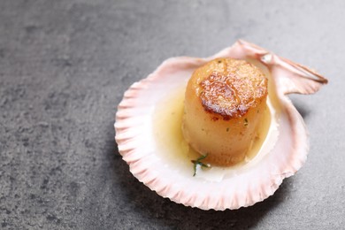 Delicious fried scallop in shell on grey table, closeup. Space for text