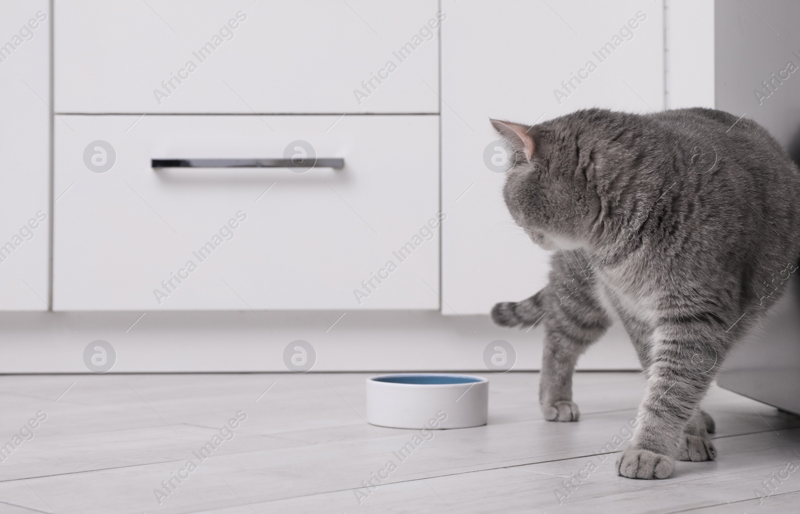 Photo of Cute Scottish straight cat near feeding bowl at home. Space for text
