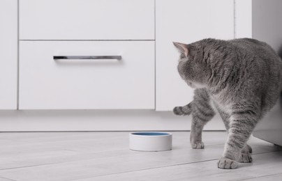 Cute Scottish straight cat near feeding bowl at home. Space for text