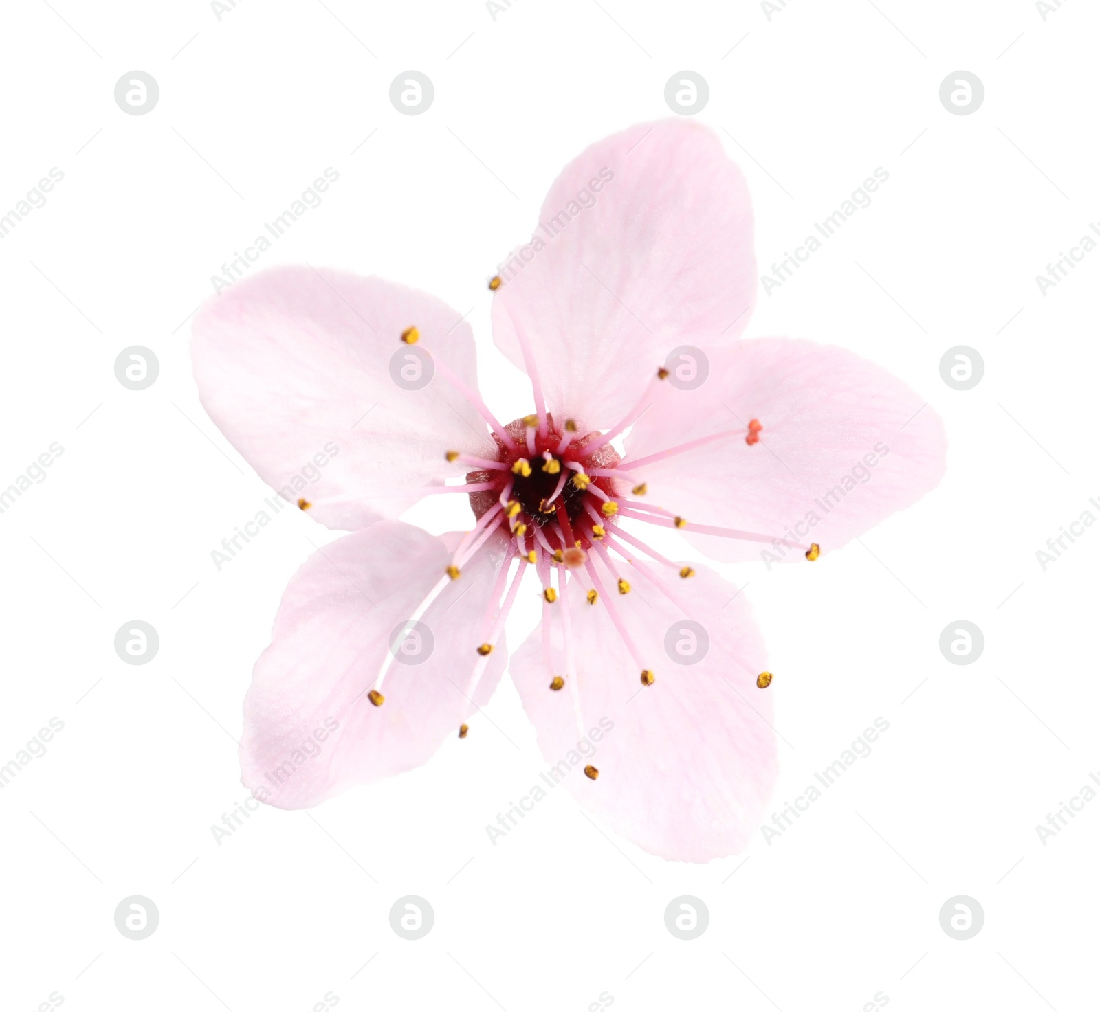 Photo of Beautiful pink sakura tree blossom isolated on white