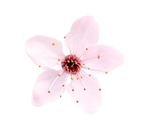 Beautiful pink sakura tree blossom isolated on white