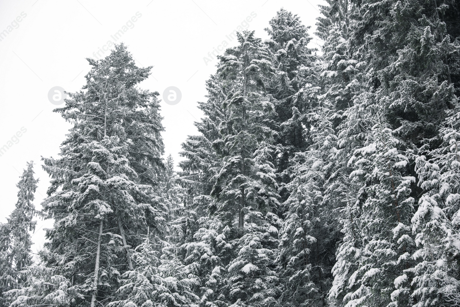 Photo of Picturesque view of snowy coniferous forest on winter day