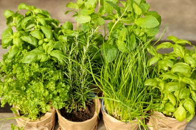 Different aromatic potted herbs on blurred background, closeup view