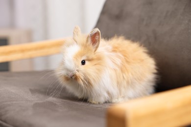 Photo of Cute fluffy pet rabbit on armchair indoors