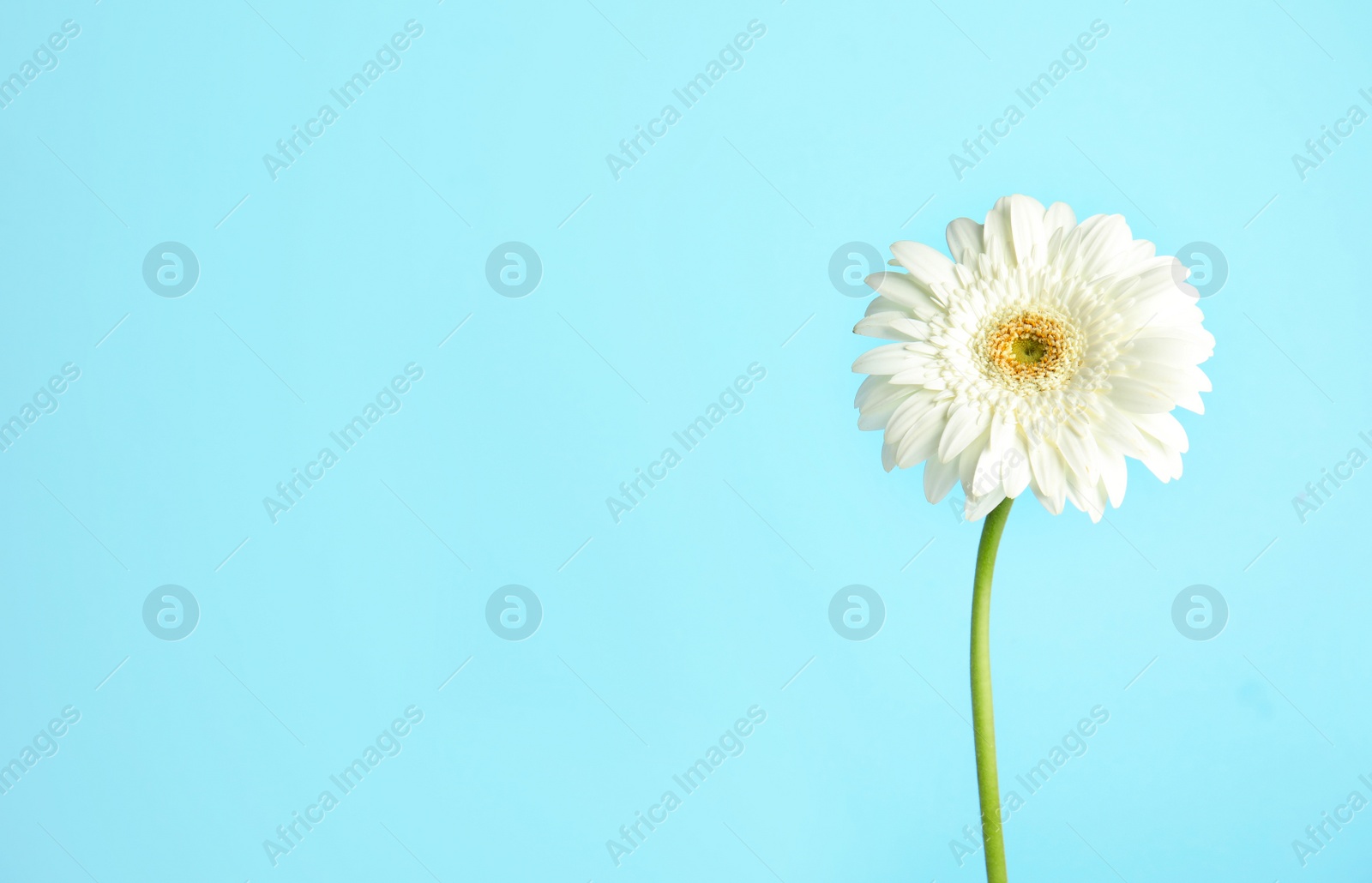 Photo of Beautiful bright gerbera flower on color background. Space for text