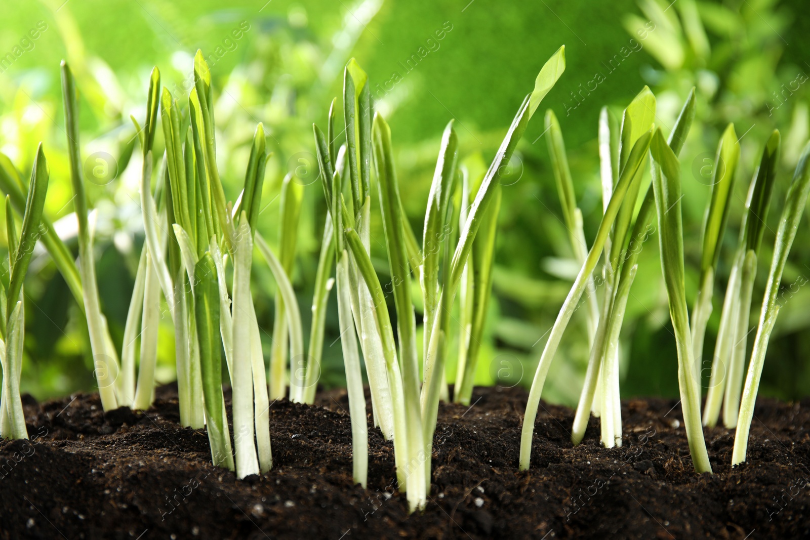 Photo of Fresh wild garlic or ramson growing in garden, closeup