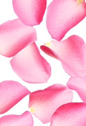 Flying fresh pink rose petals on white background