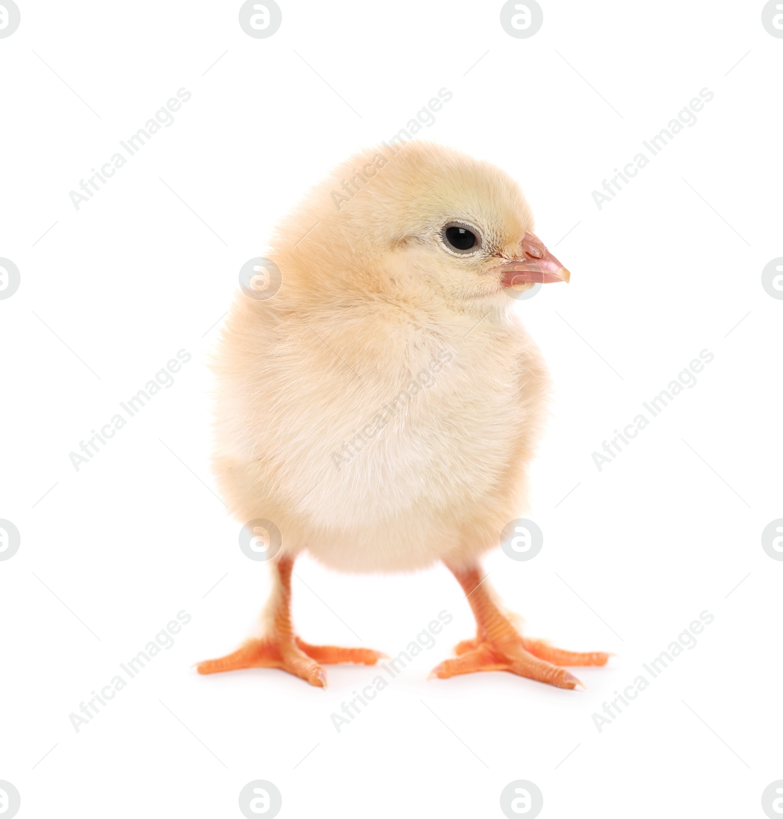 Photo of Cute fluffy baby chicken on white background