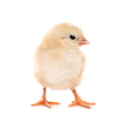 Photo of Cute fluffy baby chicken on white background