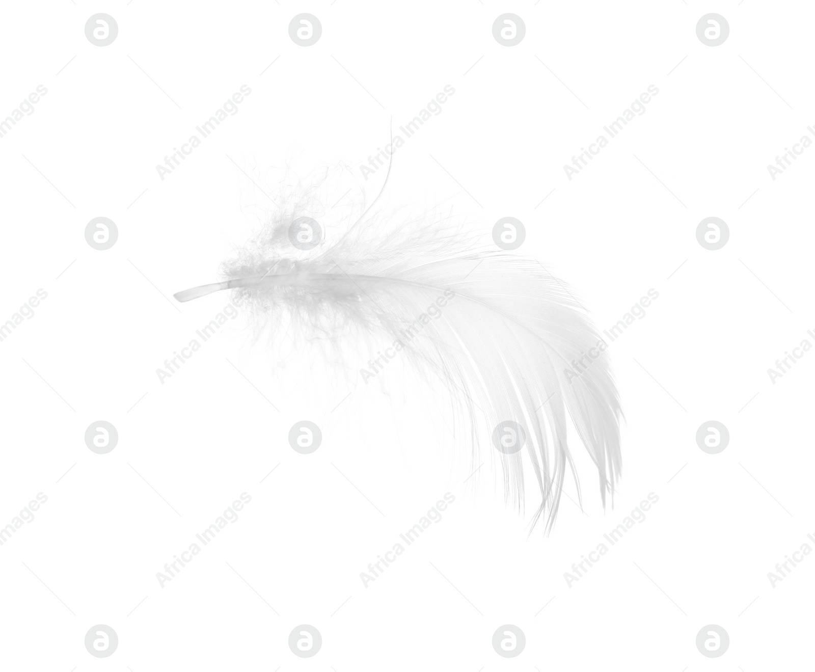 Photo of Beautiful fluffy bird feather isolated on white