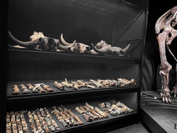 Ancient bones and skulls in museum showcase. Historical and environmental education