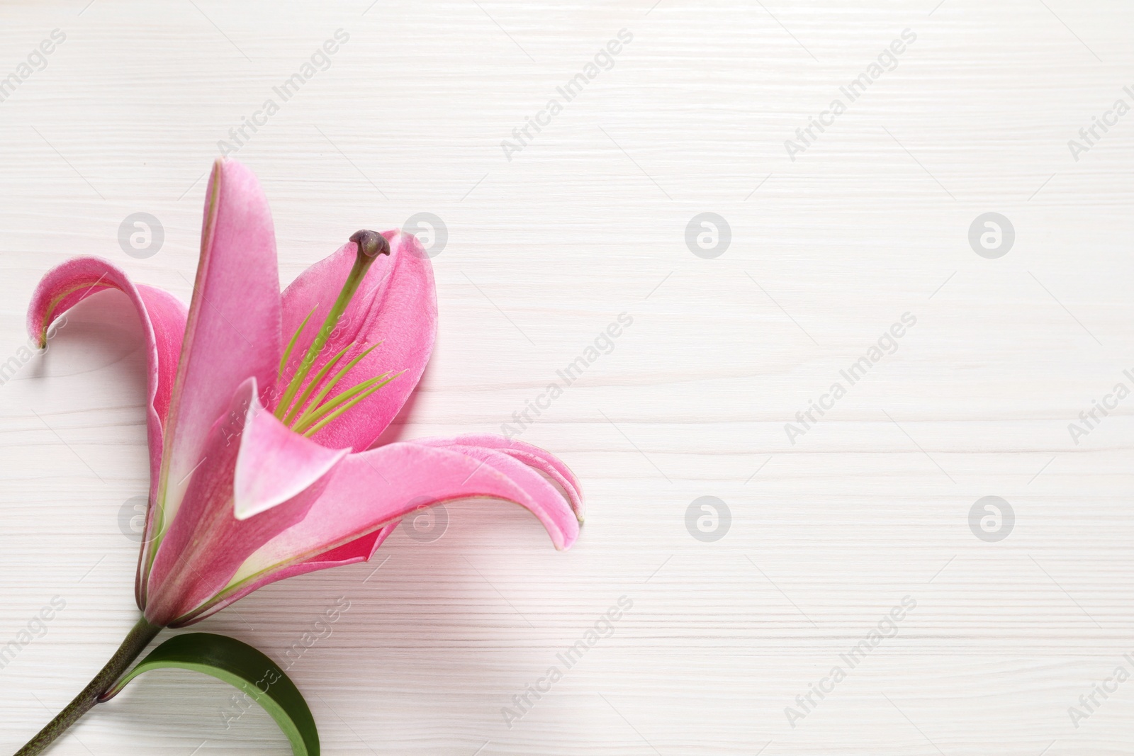 Photo of Beautiful pink lily flower on white wooden table, top view. Space for text