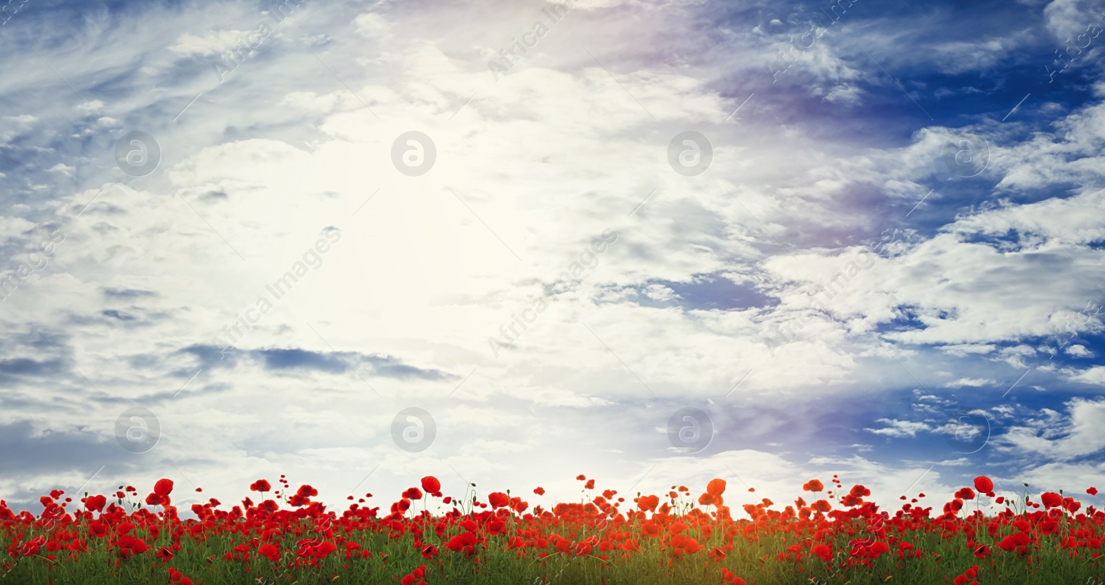 Image of Beautiful red poppy flowers under blue sky with clouds, banner design