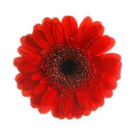 Photo of Beautiful red gerbera flower on white background