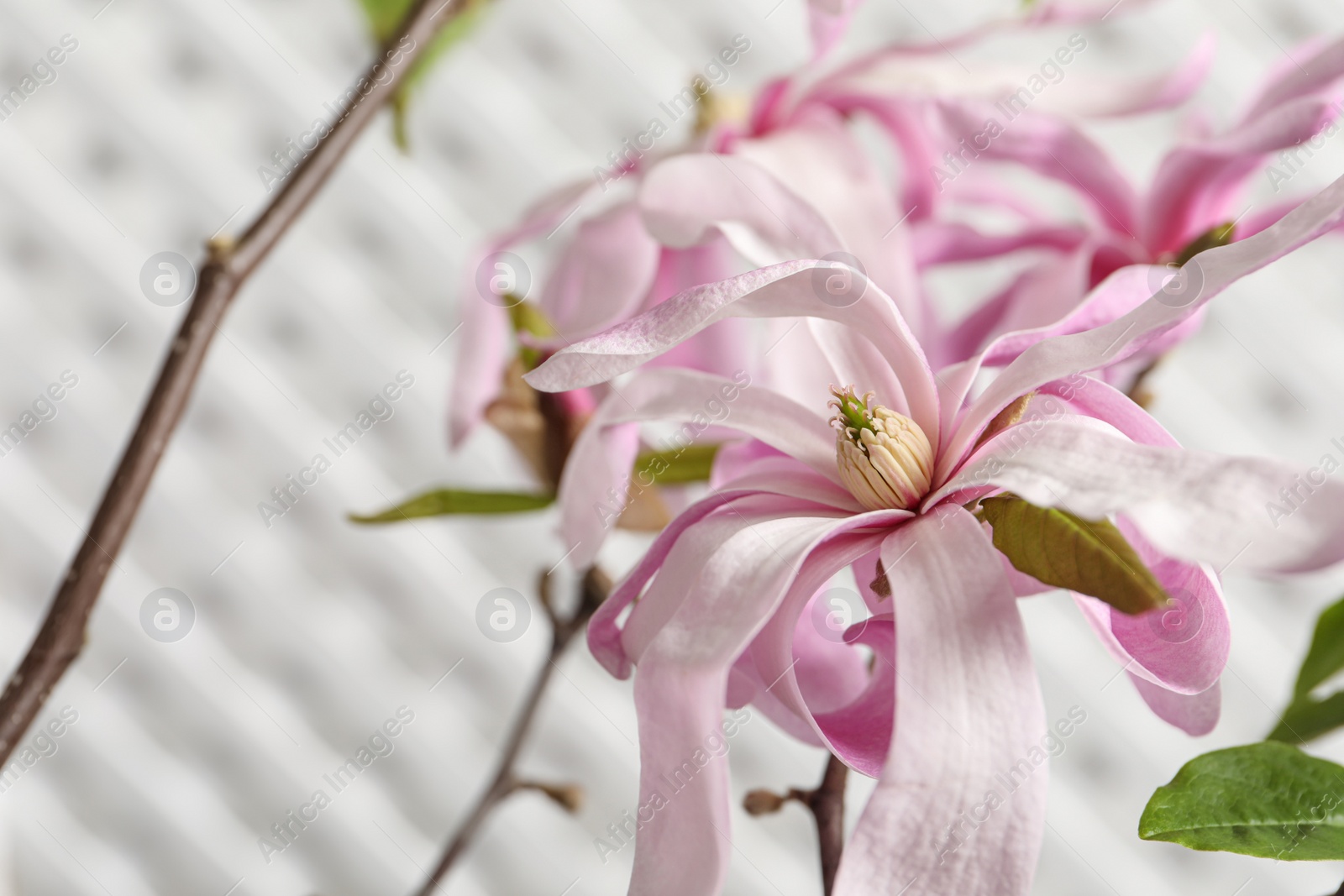 Photo of Magnolia tree branches with beautiful flowers on white background, closeup
