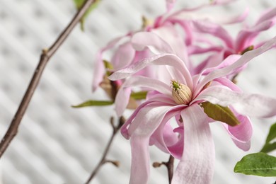 Photo of Magnolia tree branches with beautiful flowers on white background, closeup