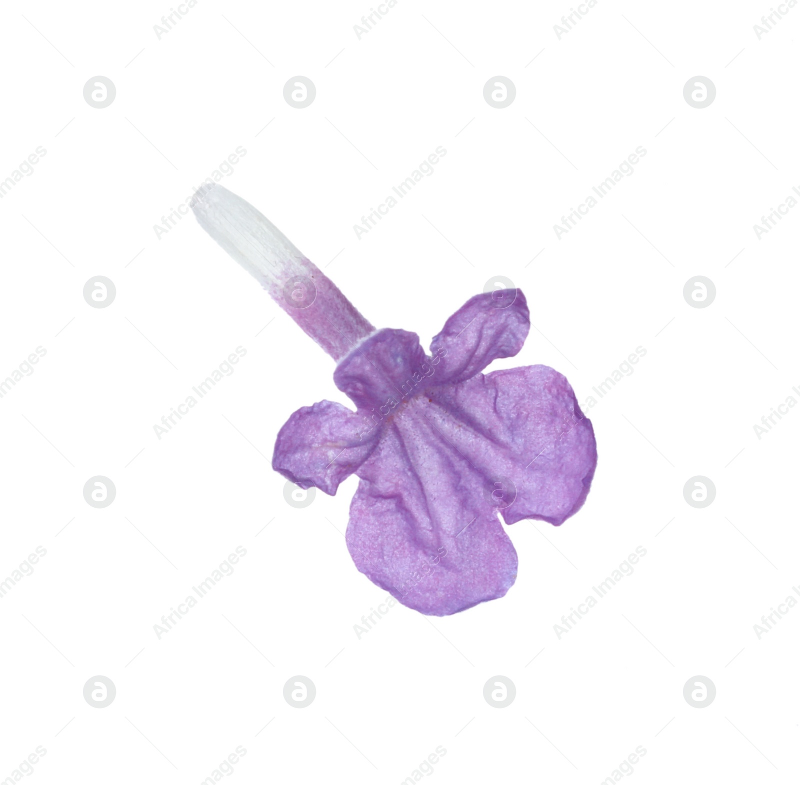 Photo of Beautiful aromatic lavender flower isolated on white