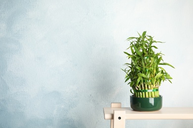 Photo of Green bamboo in pot on wooden stand. Space for text