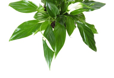 Photo of Pot with Spathiphyllum home plant on white background, top view