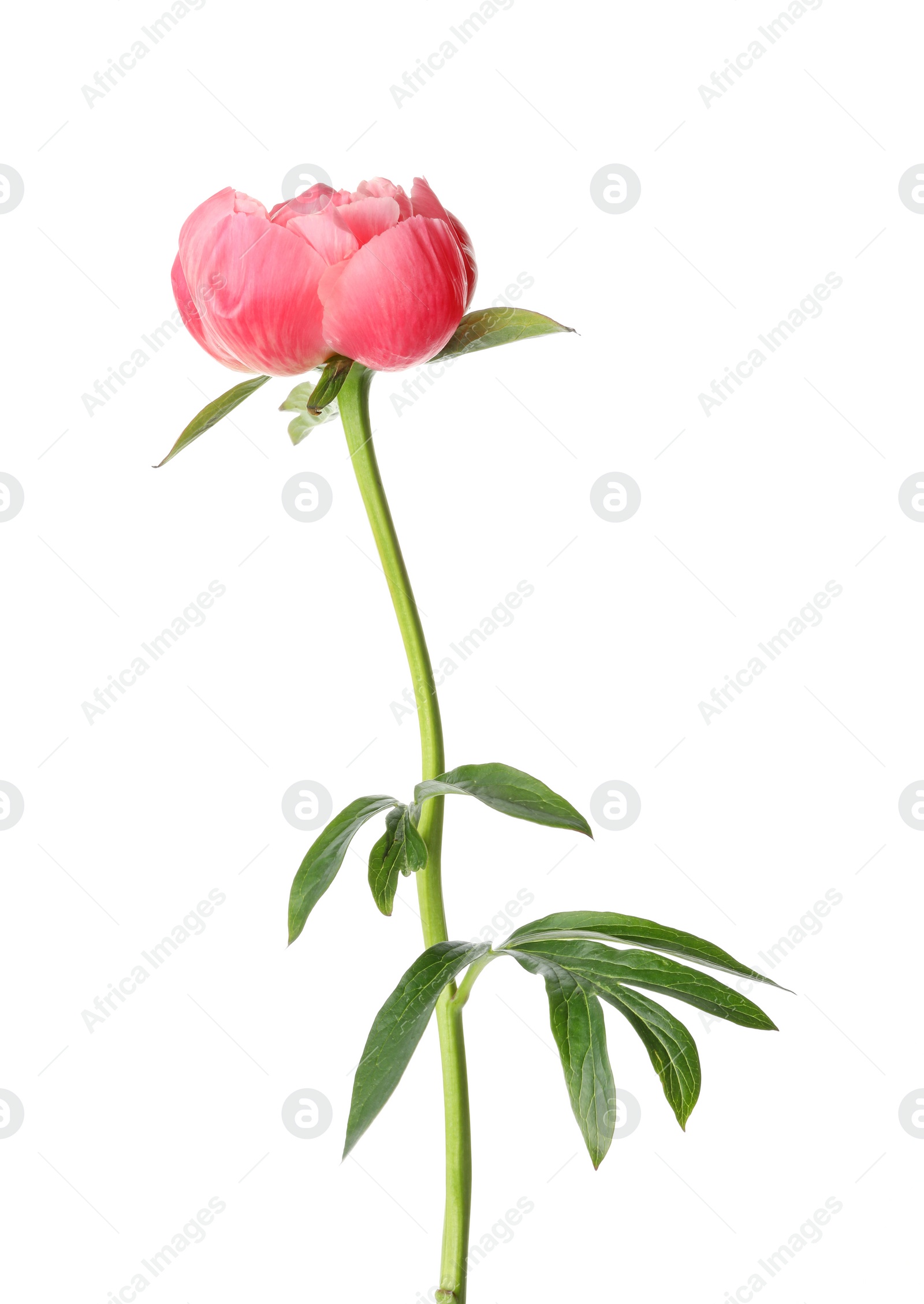 Photo of Beautiful blooming pink peony isolated on white