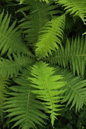 Photo of Beautiful fern with lush green leaves growing outdoors, top view