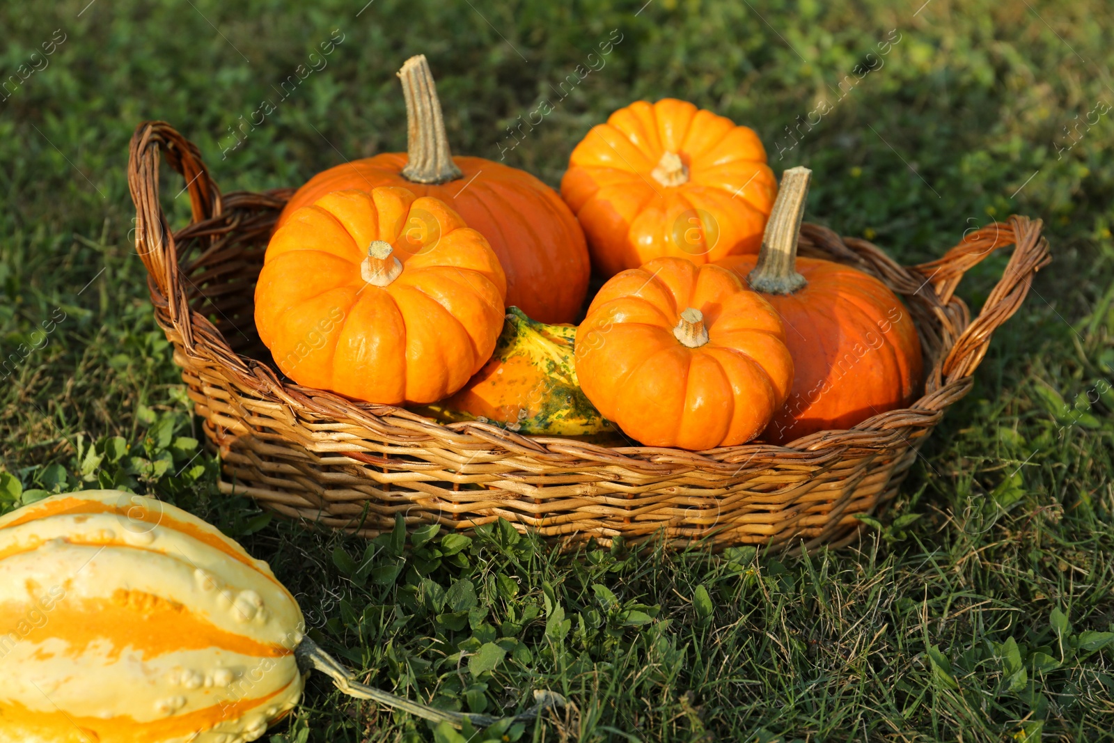 Photo of Fresh ripe orange pumpkins on green grass