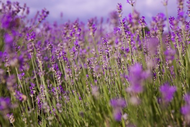 Photo of Beautiful lavender flowers growing in field, closeup