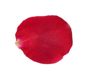 Photo of Red rose flower petal on white background