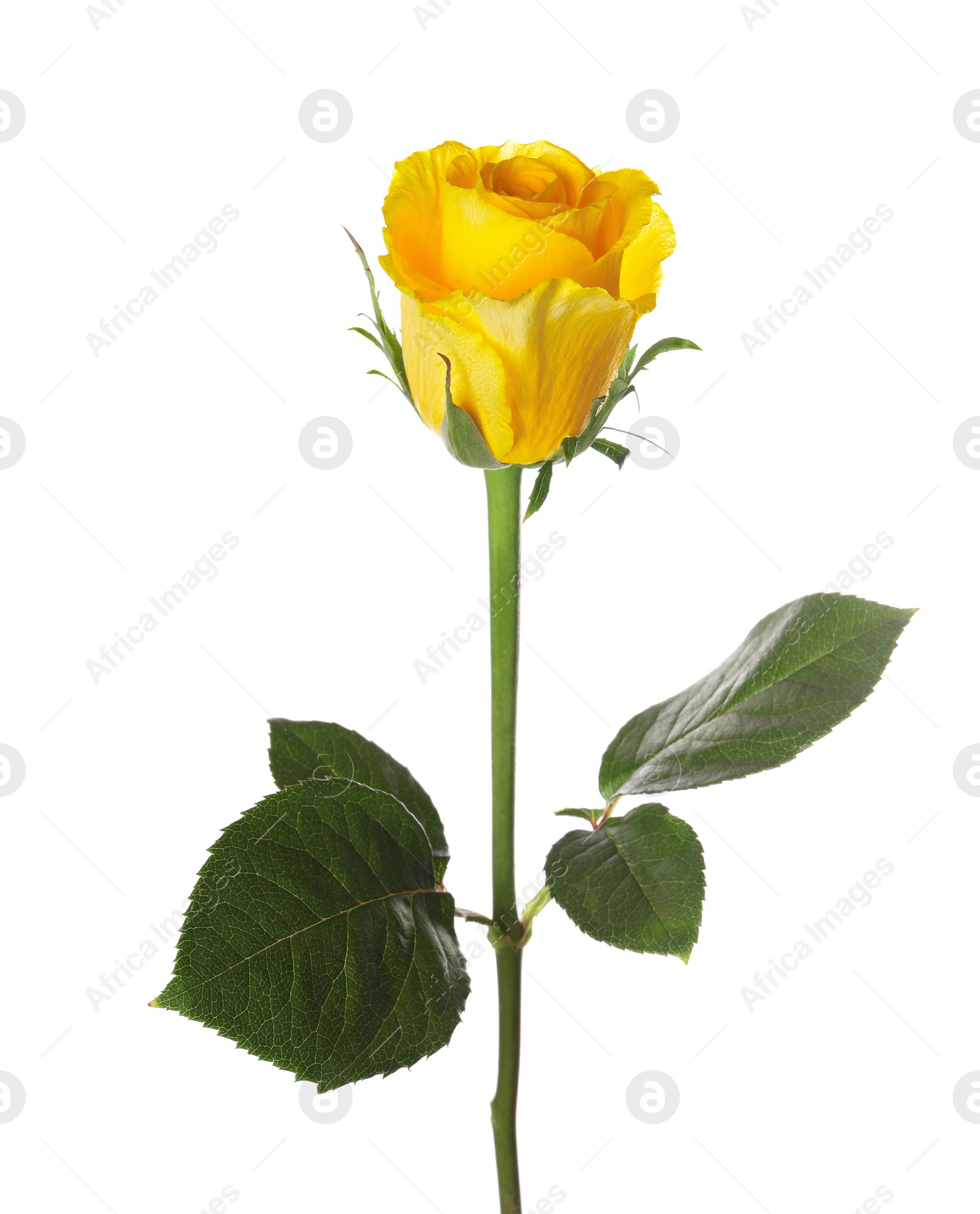 Photo of One beautiful yellow rose isolated on white